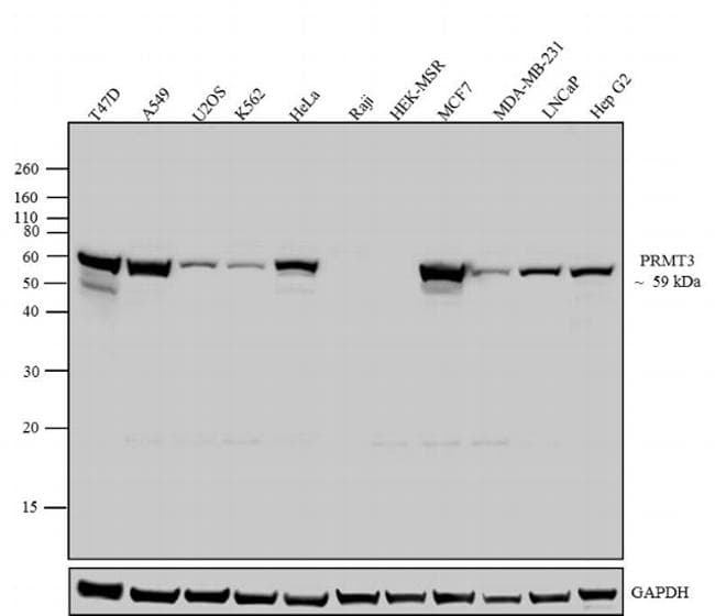Monoclonal Mouse anti-Human PRMT3 Antibody (aa211-531)