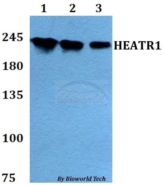 HEATR1 Antibody