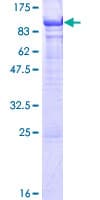 Human CCDC155 Protein (Recombinant GST)
