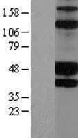 KIR2DS2 / CD158j Protein (Over-Expression Lysate Myc-DDK (Flag))