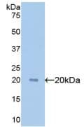GPC1 / Glypican Antibody (aa114-277, Cy3)