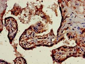SKIL / SNO / SnoN Antibody