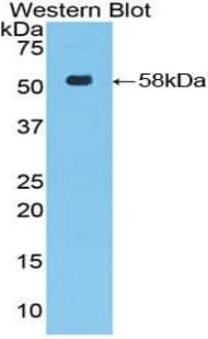 FOXP3 Antibody (aa190-412, APC)