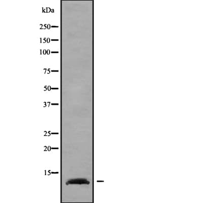 ELOF1 Antibody