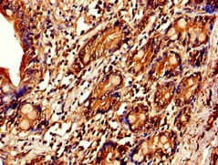 IL7R / CD127 Antibody