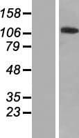 ZNF445 Protein (Over-Expression Lysate Myc-DDK (Flag))