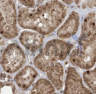 CASP4 / Caspase 4 Antibody