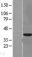 ANXA10 / Annexin A10 Protein (Over-Expression Lysate Myc-DDK (Flag))