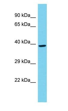 POLR2C Antibody (aa186-235)