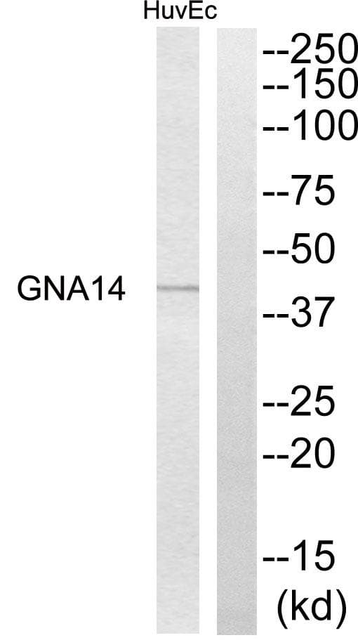 GNA14 Antibody