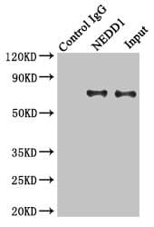 NEDD1 Antibody