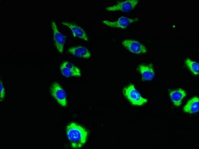 TMEM19 Antibody
