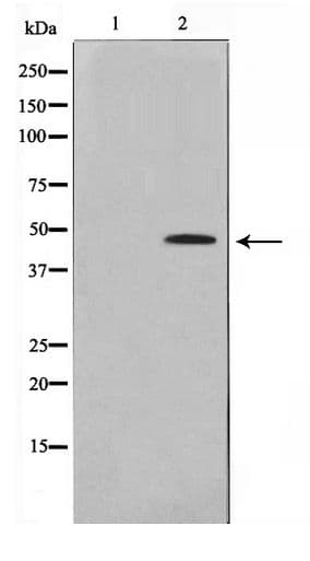 Polyclonal Rabbit anti-Human EGR2 Antibody (WB)