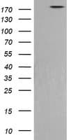 PIK3C2B Antibody (clone OTI2G3)