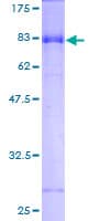 Human GABRA3 Protein (Recombinant GST)