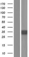 SHBG Protein (Over-Expression Lysate Myc-DDK (Flag))