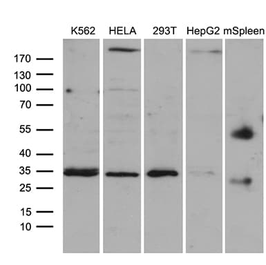 CLTA / LCA Antibody (clone OTI2D12, Carrier-free)