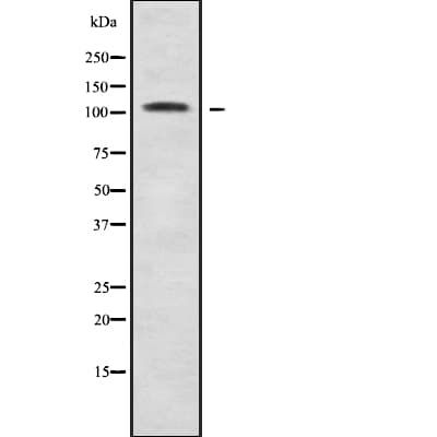NEK9 Antibody