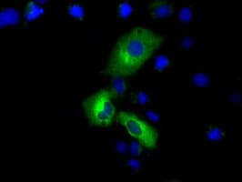 PDE4A / PDE4 Antibody (clone OTI7B11)