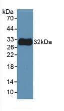 TUBB / Beta Tubulin Antibody (Biotin)