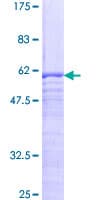 Human SPIN2A Protein (Recombinant GST)