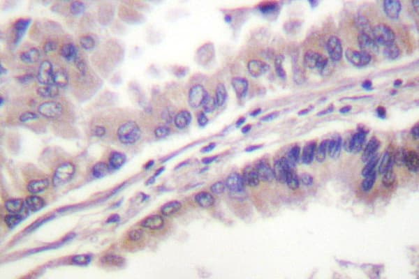 KIF11 / EG5 Antibody (Pro923)