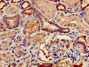 TMCO1 Antibody