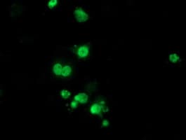 Monoclonal Mouse anti-Human HDAC1 Antibody (clone OTI5C3, IF, WB)