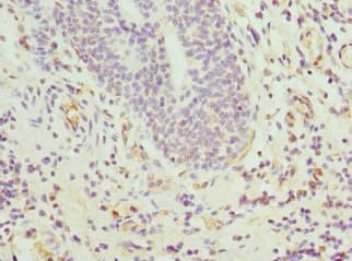 Polyclonal Rabbit anti-Human CIAPIN1 / Anamorsin Antibody (IHC)