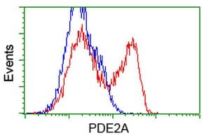 PDE2A Antibody (clone OTI4D2)