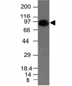 CD44 Antibody (clone HCAM/918, Ready-to-Use)