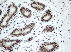 SF3A1 / SF3A120 Antibody (aa249-568, clone OTI2C4, Carrier-free)