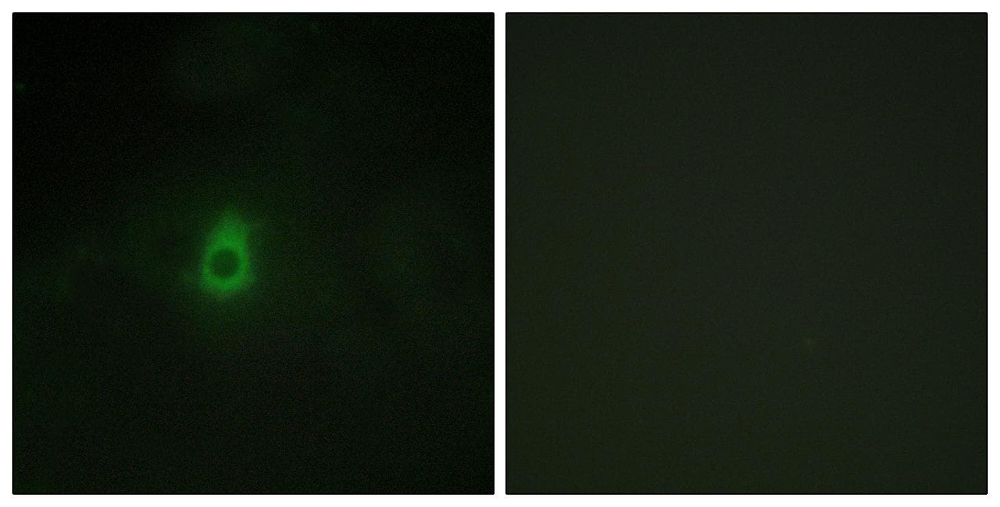 CYP2E1 Antibody