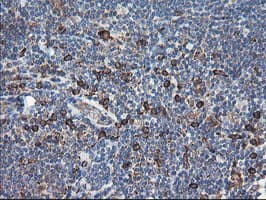 SH2D2A Antibody (clone OTI4F3)