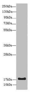 LMO2 Antibody
