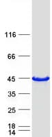Human FNDC8 Protein (Recombinant Myc-DDK (Flag))