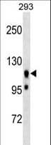 UBAP2L Antibody (aa575-601)