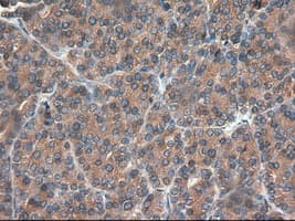 CPA1 / Carboxypeptidase A Antibody (clone OTI4F1)