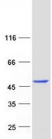 Human TTPAL / C20orf121 Protein (Recombinant Myc-DDK (Flag))
