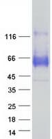 Human SYT1 / Synaptotagmin Protein (Recombinant Myc-DDK (Flag))