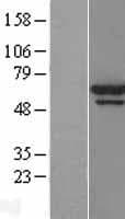 YES1 / c-Yes Protein (Over-Expression Lysate Myc-DDK (Flag))