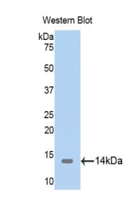 TXN2 / Thioredoxin 2 Antibody (aa60-166, PE)