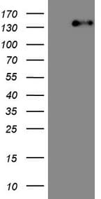 ITGAM / CD11b Antibody (clone OTI2D11, Carrier-free)