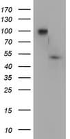 DOK7 Antibody (clone OTI5C6)
