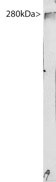 Monoclonal Mouse anti-Bovine MAP2 Antibody (clone 5H11, IF, WB)