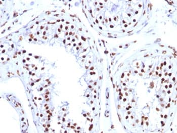 Histone Antibody (clone 1415-1)