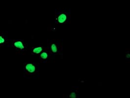 APEX1 / APE1 Antibody (aa1-242, clone 2A4, Carrier-free)