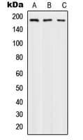 POLA1 / DNA Polymerase Alpha 1 Antibody (N-Terminus)