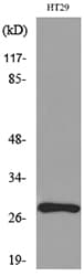 Polyclonal Rabbit anti-Human BRMS1 Antibody (WB)