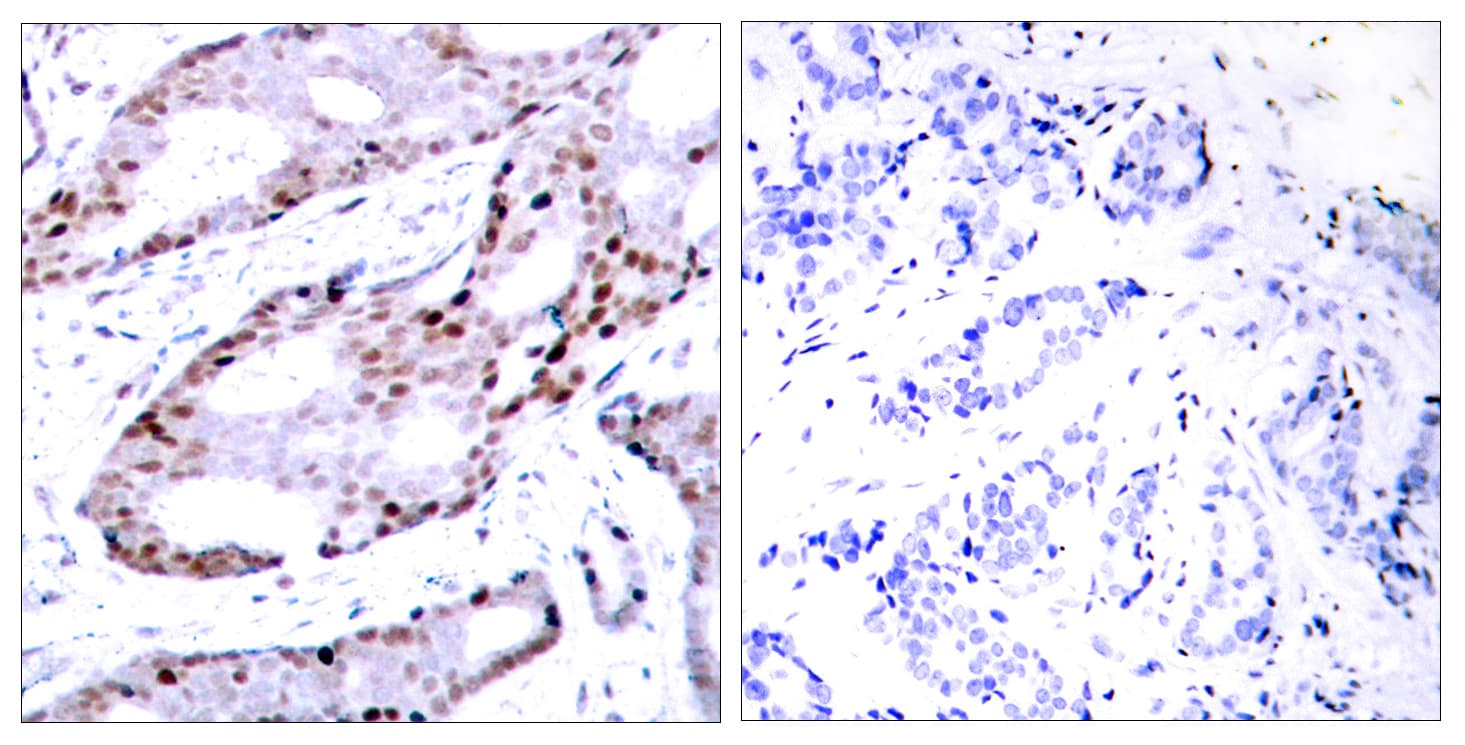 JUN / c-Jun Antibody (aa40-89)